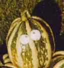 (Photo of a large zucchini)